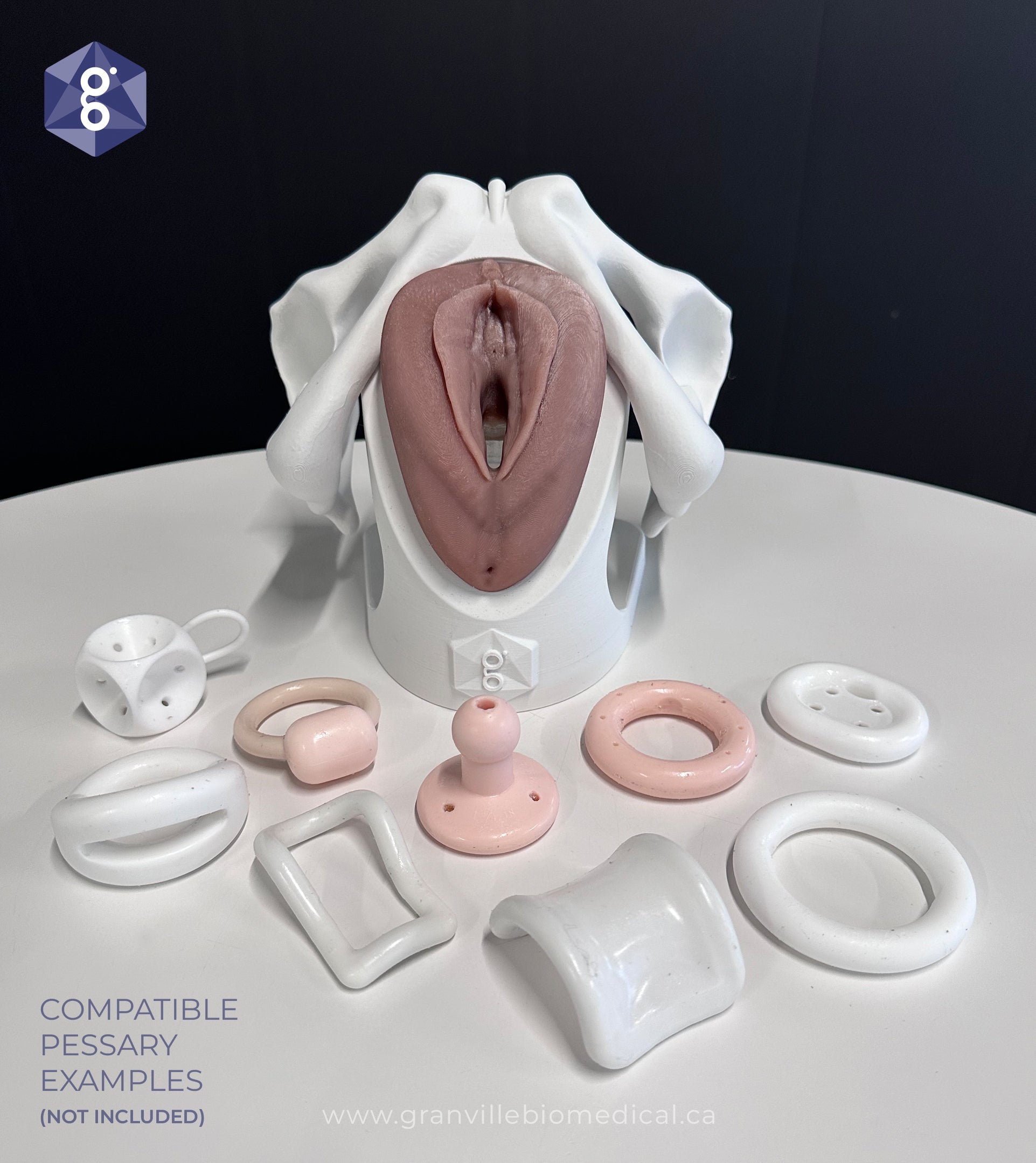 Iris model with pessary inserted