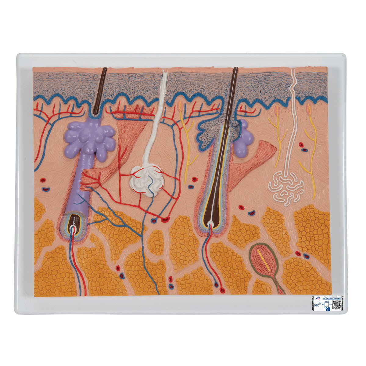 Skin Section, 70 times | 3B Scientific J10