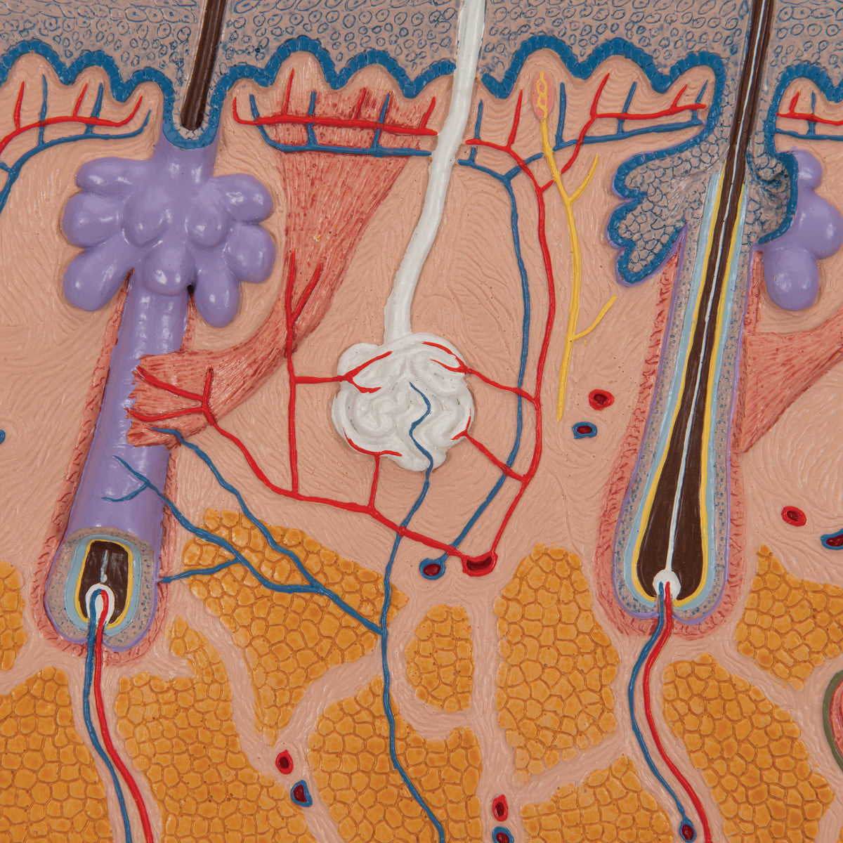 Skin Section, 70 times | 3B Scientific J10