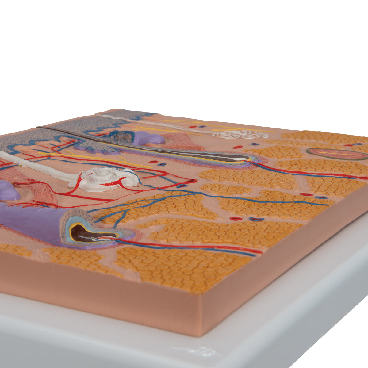 Human Skin Section Model, 70 times Full-Size - 3B Scientific J10, view 6