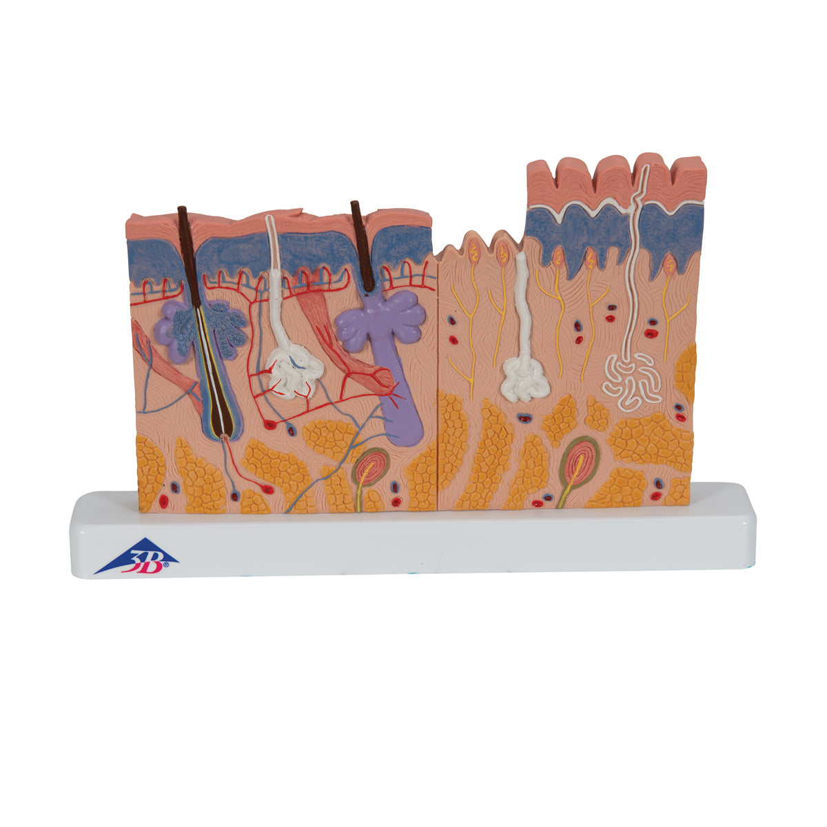 Human Skin Section Model, 40 times Full-Size - 3B Scientific J11, view 8