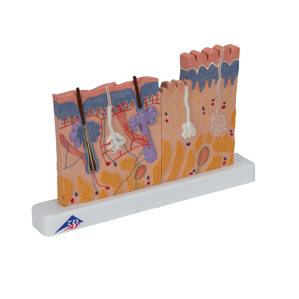 Human Skin Section Model, 40 times Full-Size - 3B Scientific J11, view 2