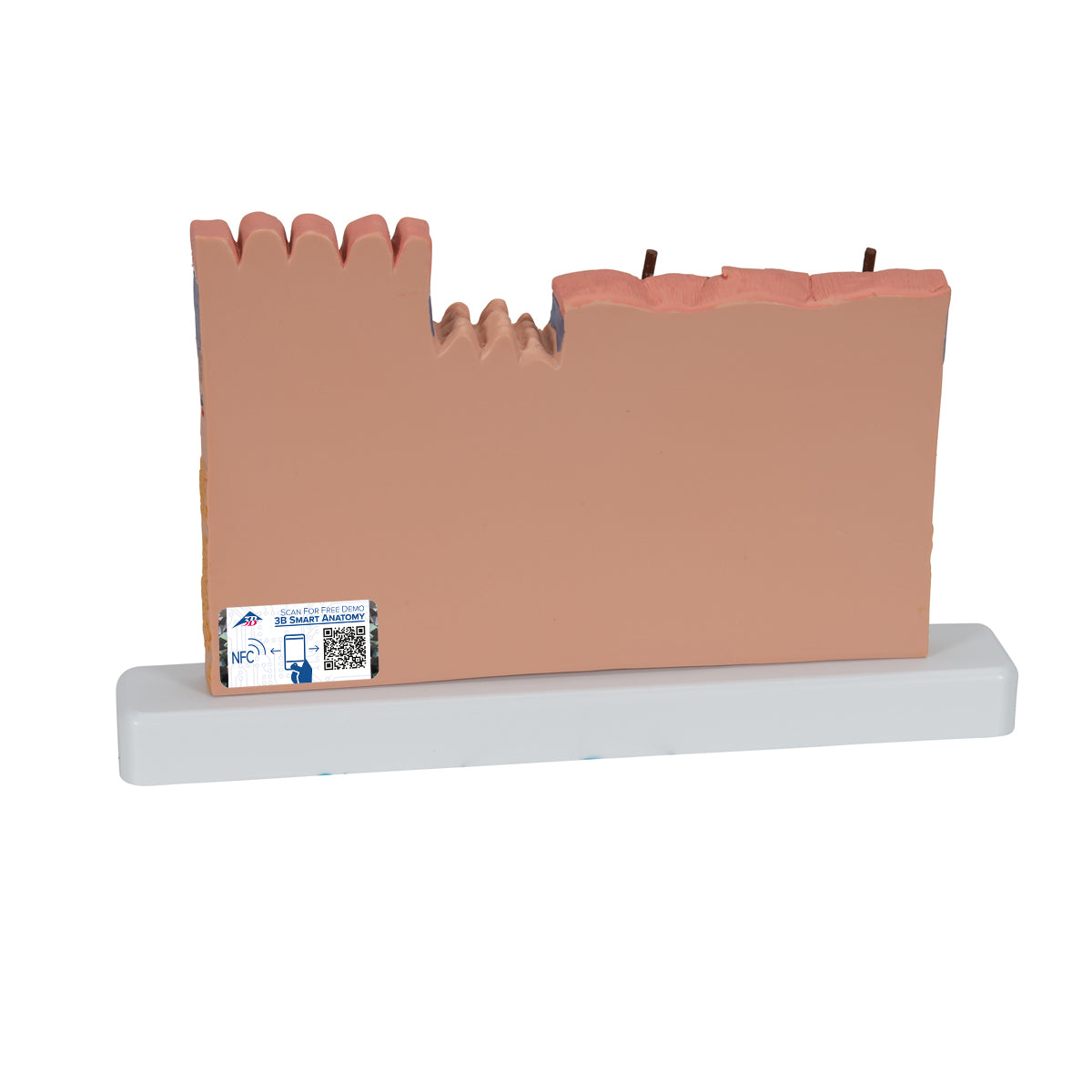 Human Skin Section Model, 40 times Full-Size - 3B Scientific J11, view 4