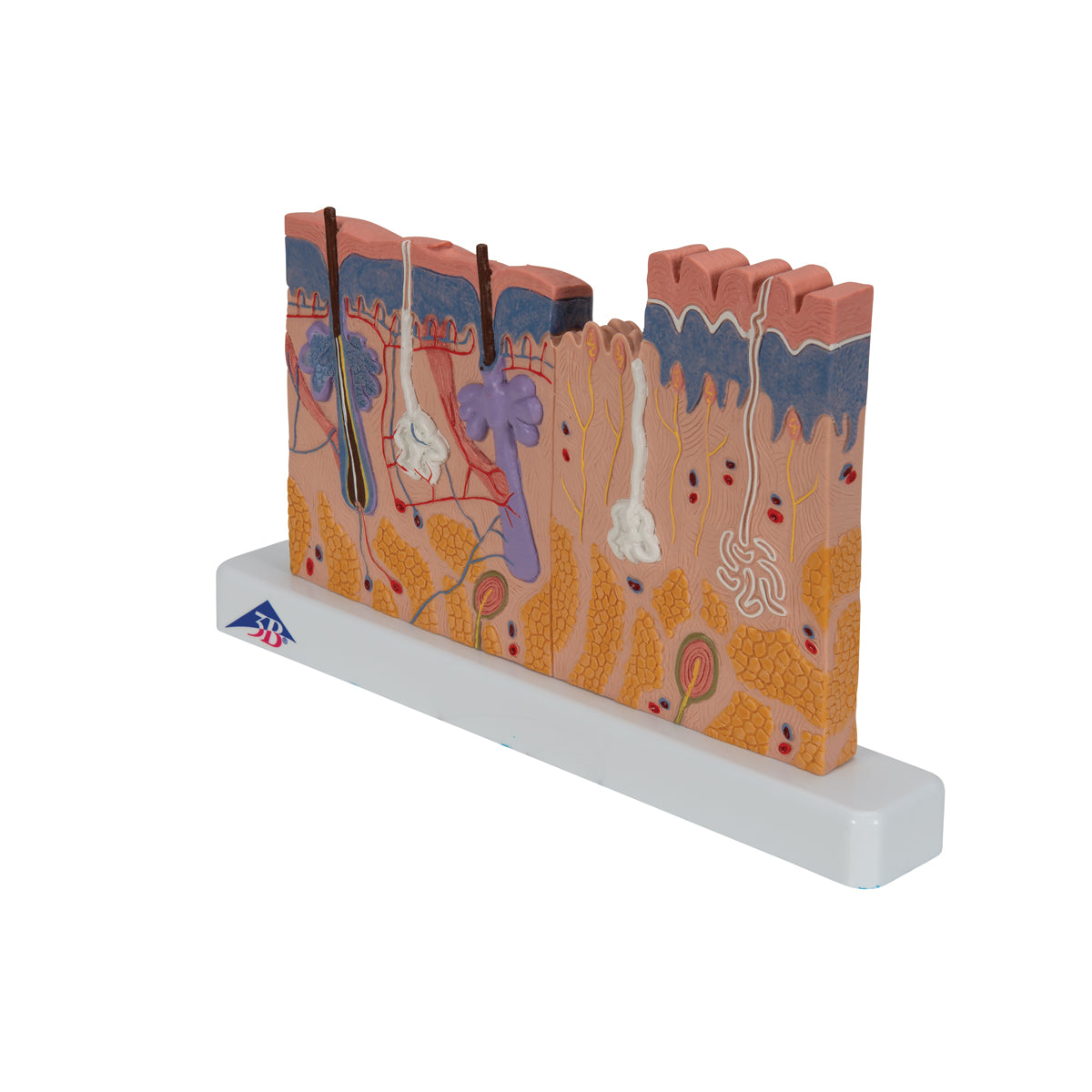 Human Skin Section Model, 40 times Full-Size - 3B Scientific J11, view 6