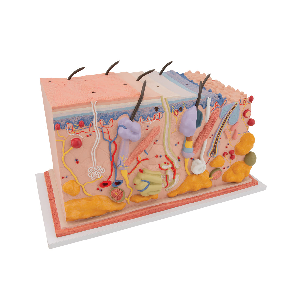 Human Skin Section Model, 70 times Full-Size - 3B Scientific J13, view 3
