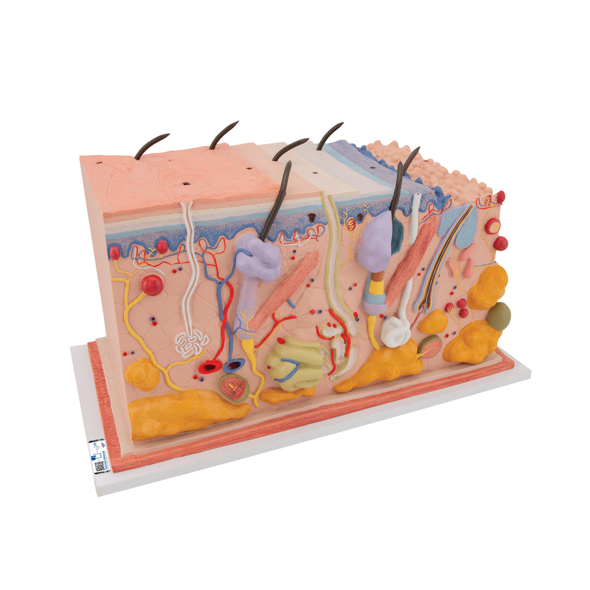 Human Skin Section Model, 70 times Full-Size - 3B Scientific J13, view 4