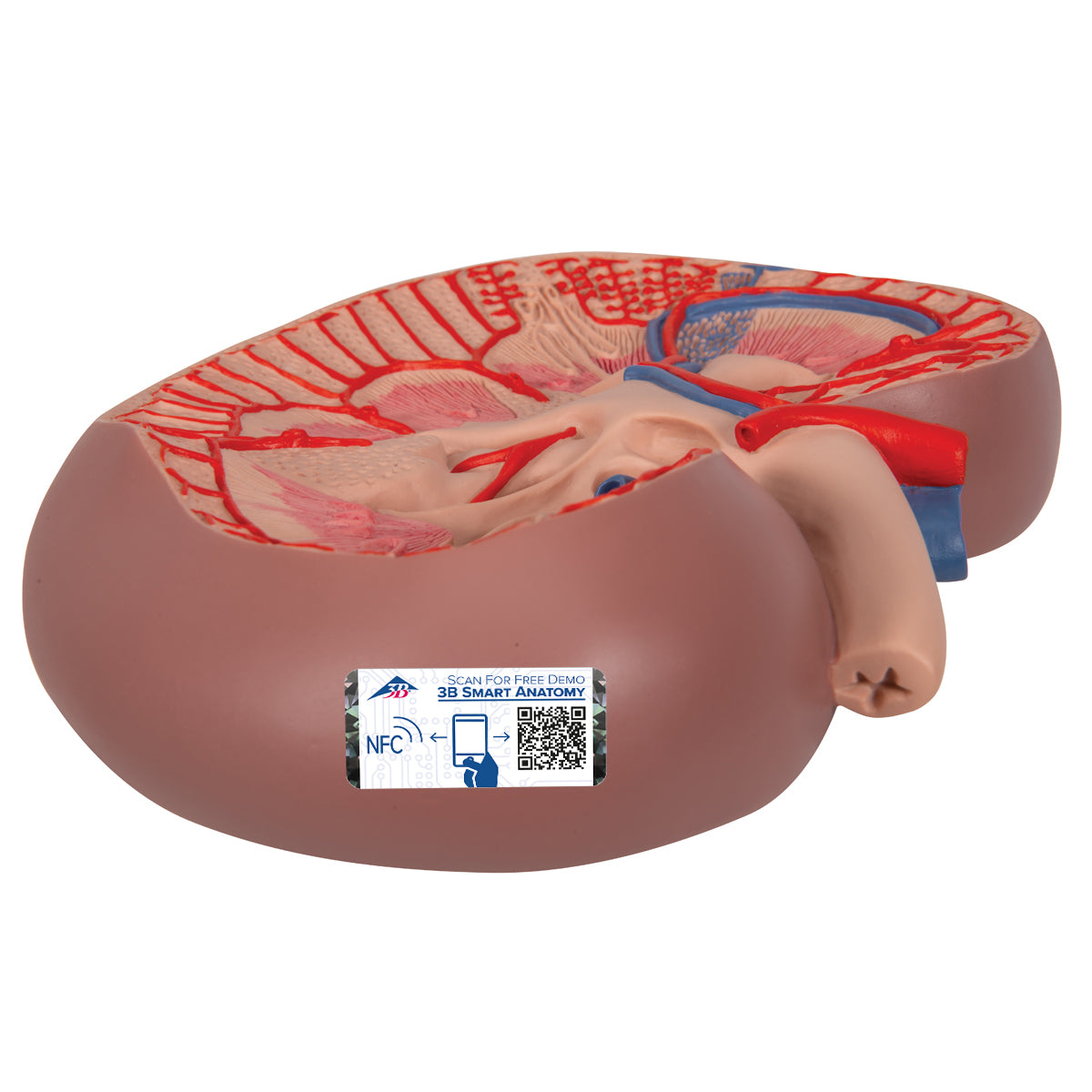 Basic Kidney Section Model, 3 times Full-Size - 3B Scientific K09, view 2