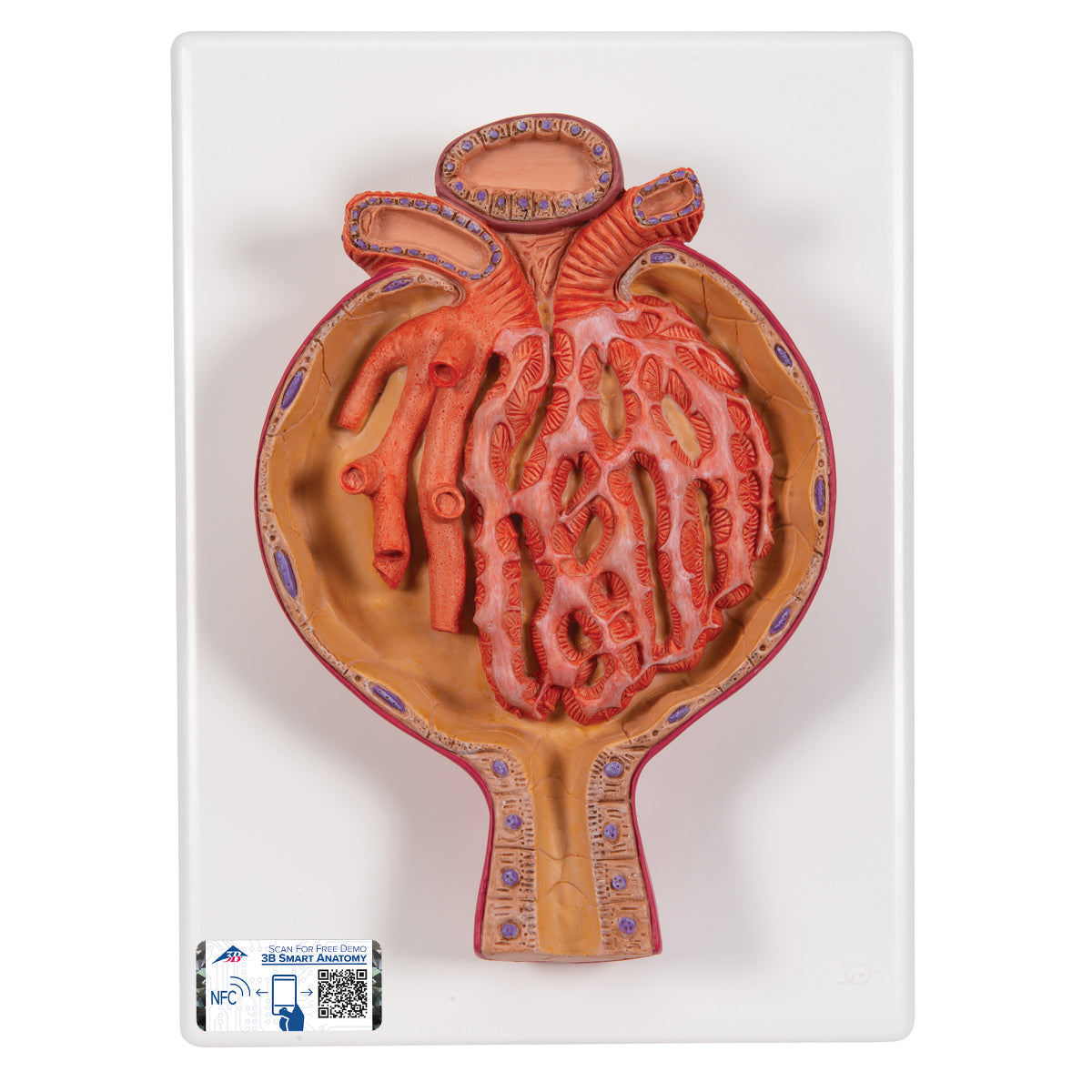 Model of Malpighian Corpuscle of Kidney, 700 times Full-Size