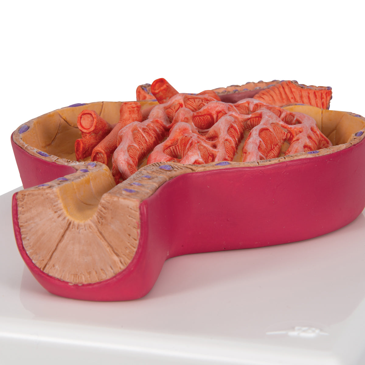 Model of Malpighian Corpuscle of Kidney, 700 times Full-Size