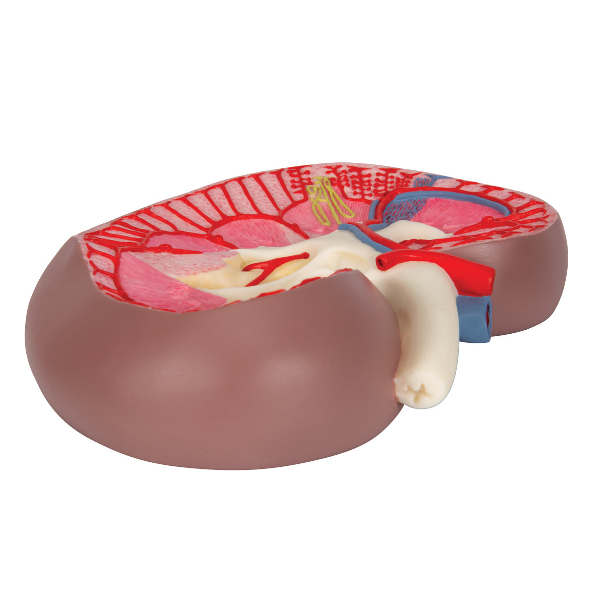 Kidney Section Model, 3 times Full-Size - 3B Scientific K10, view 2