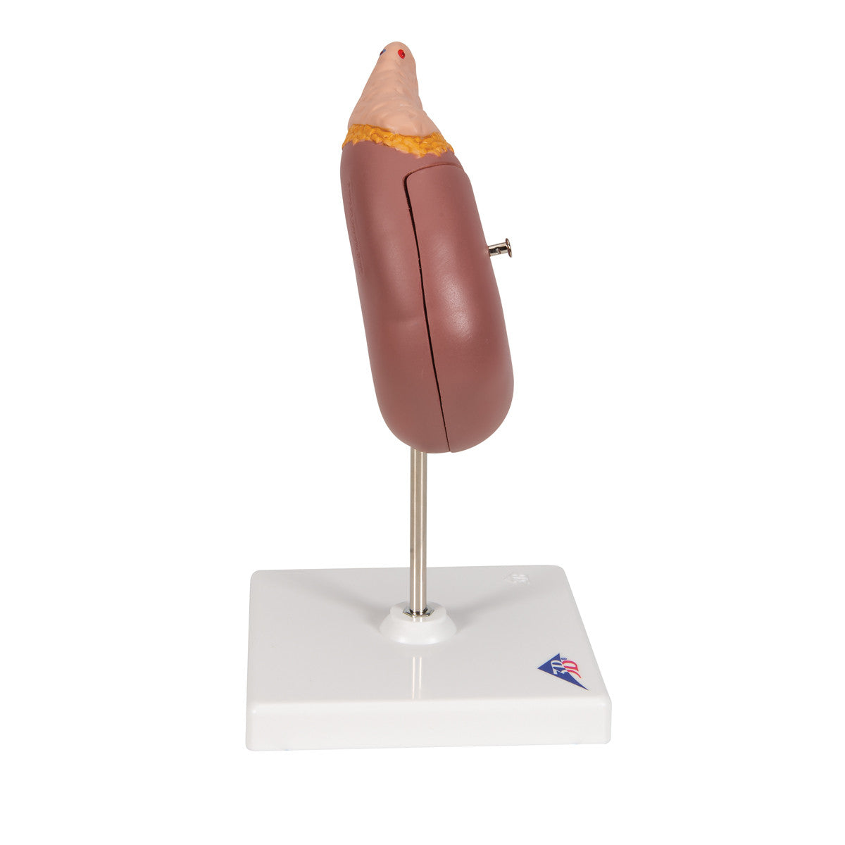 Kidney with Adrenal Gland | 3B Scientific K12