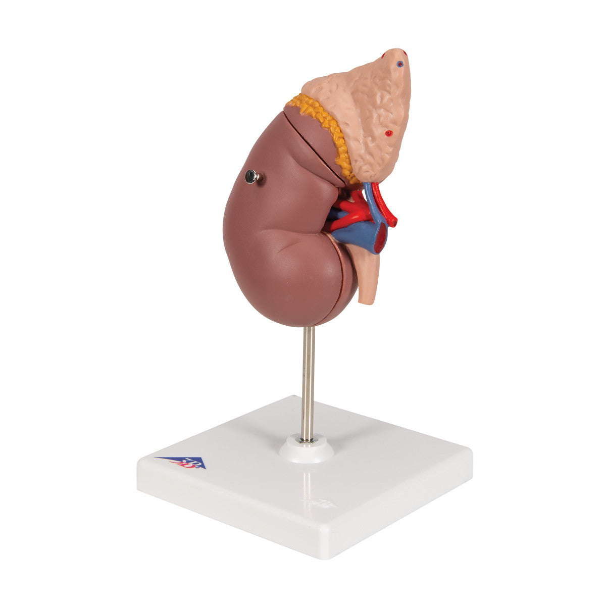 Kidney with Adrenal Gland | 3B Scientific K12