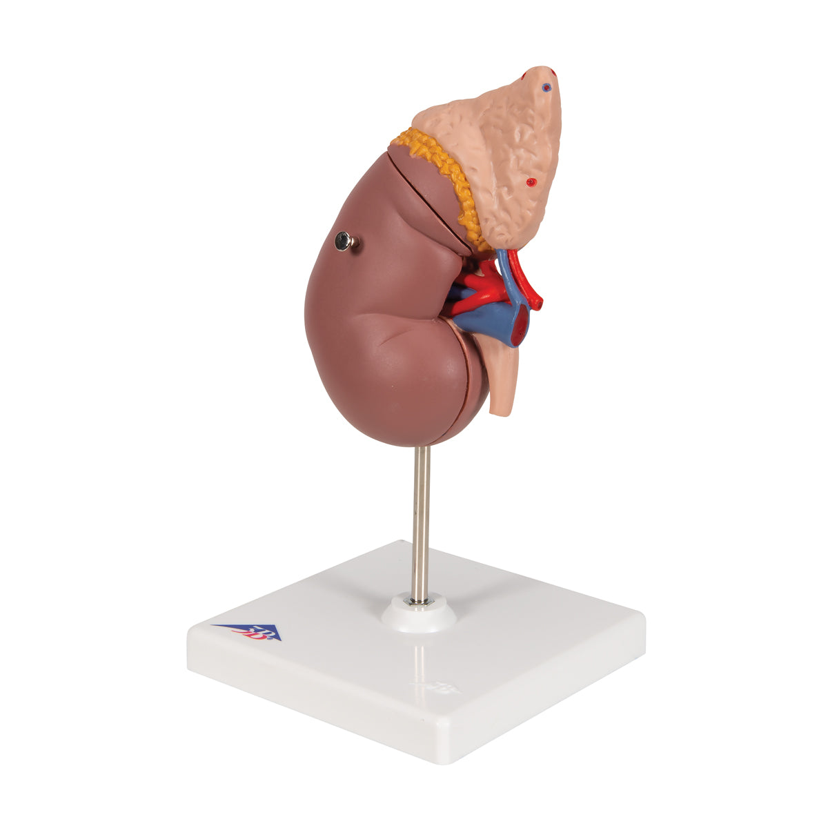 Kidney Model with Adrenal Gland, 2 part - 3B Scientific K12, view 13