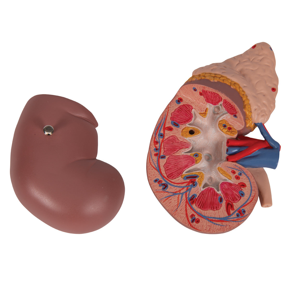 Kidney with Adrenal Gland | 3B Scientific K12