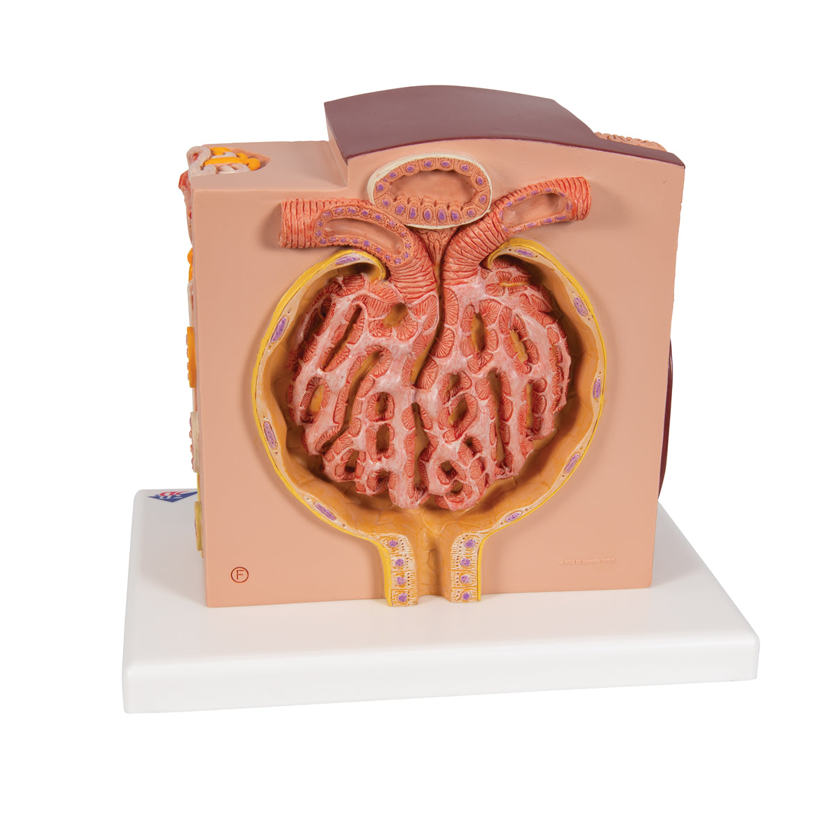 3B MICROanatomy Kidney Model - 3B Scientific K13, view 11