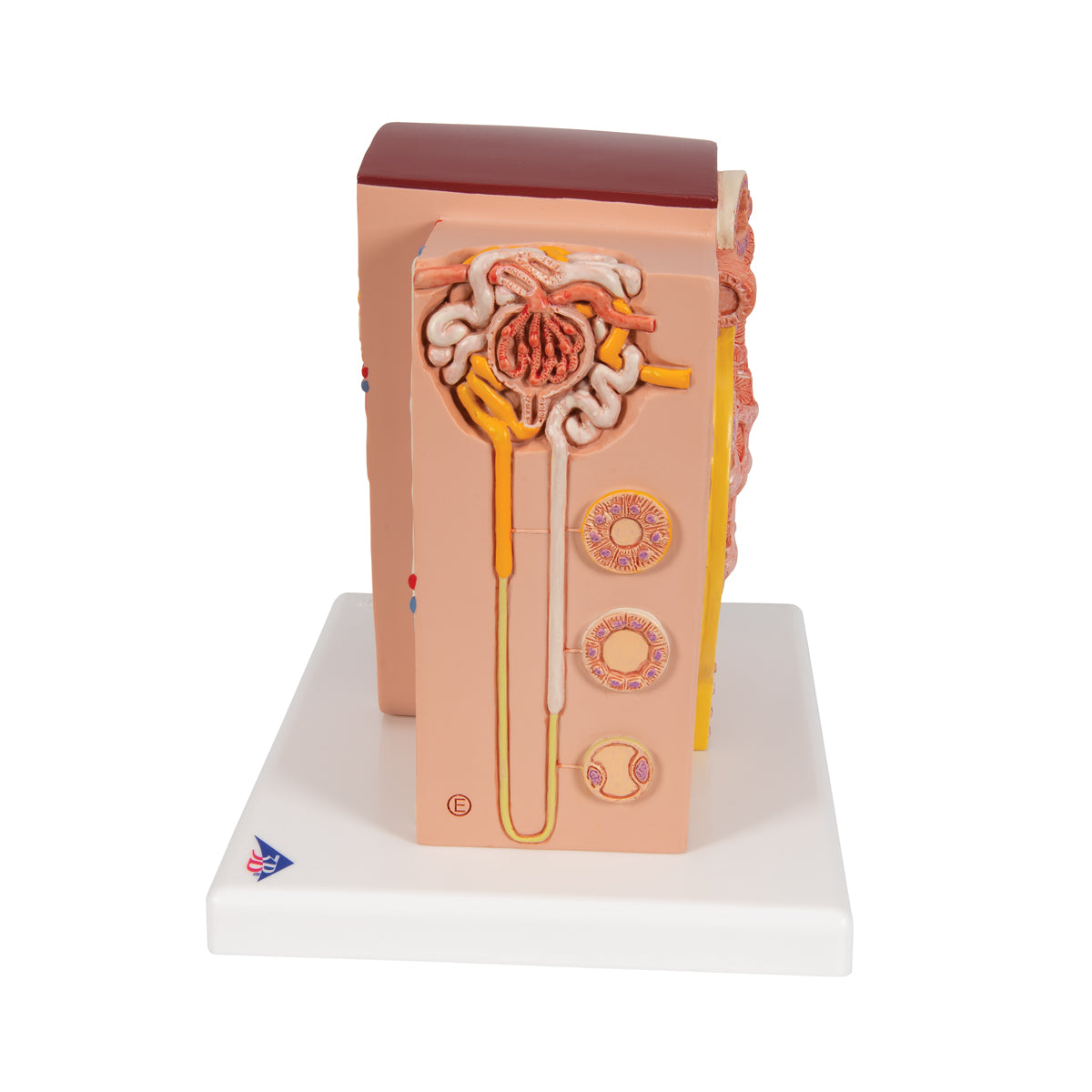 3B MICROanatomy Kidney Model - 3B Scientific K13, view 12