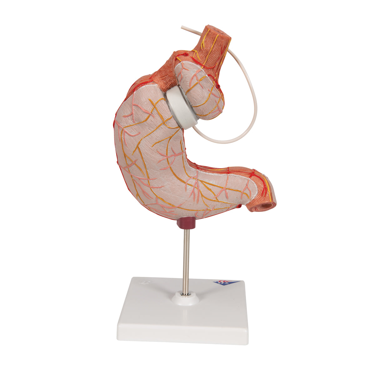 Human Stomach Model with Gastric Band, 2 part
