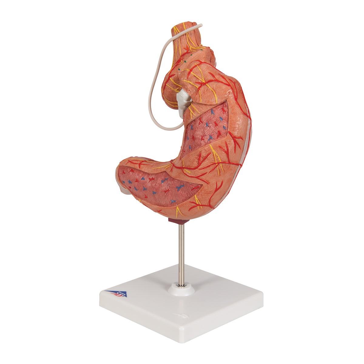 Human Stomach Model with Gastric Band, 2 part