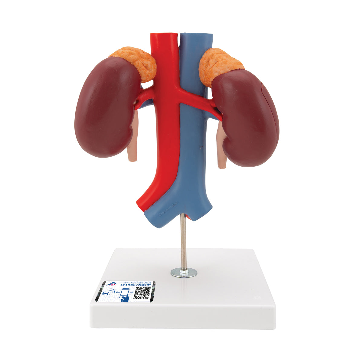 Human Kidneys Model with Vessels - 2 Part