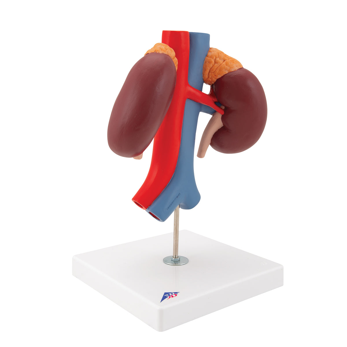 Human Kidneys Model with Vessels - 2 Part