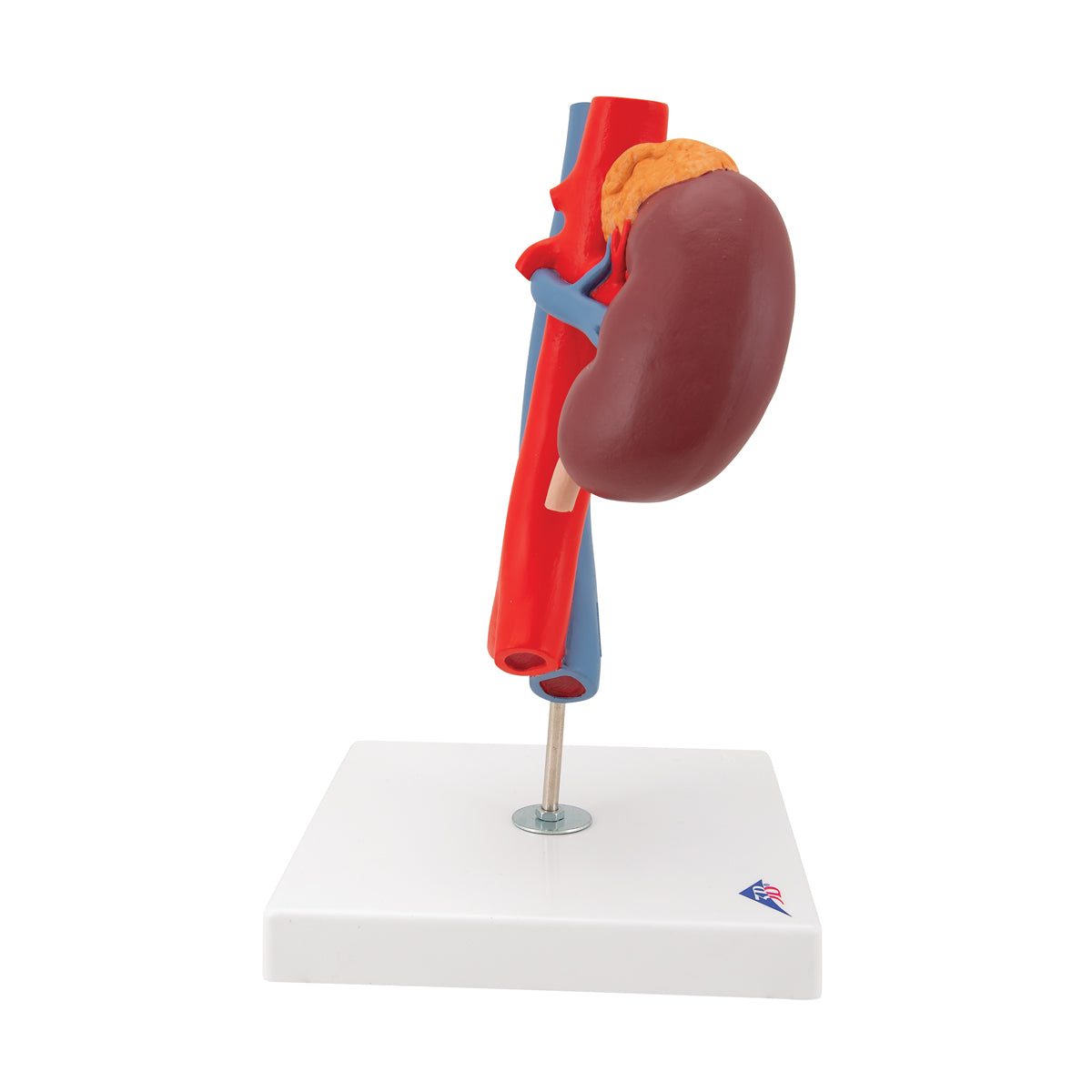 Human Kidneys Model with Vessels - 2 Part