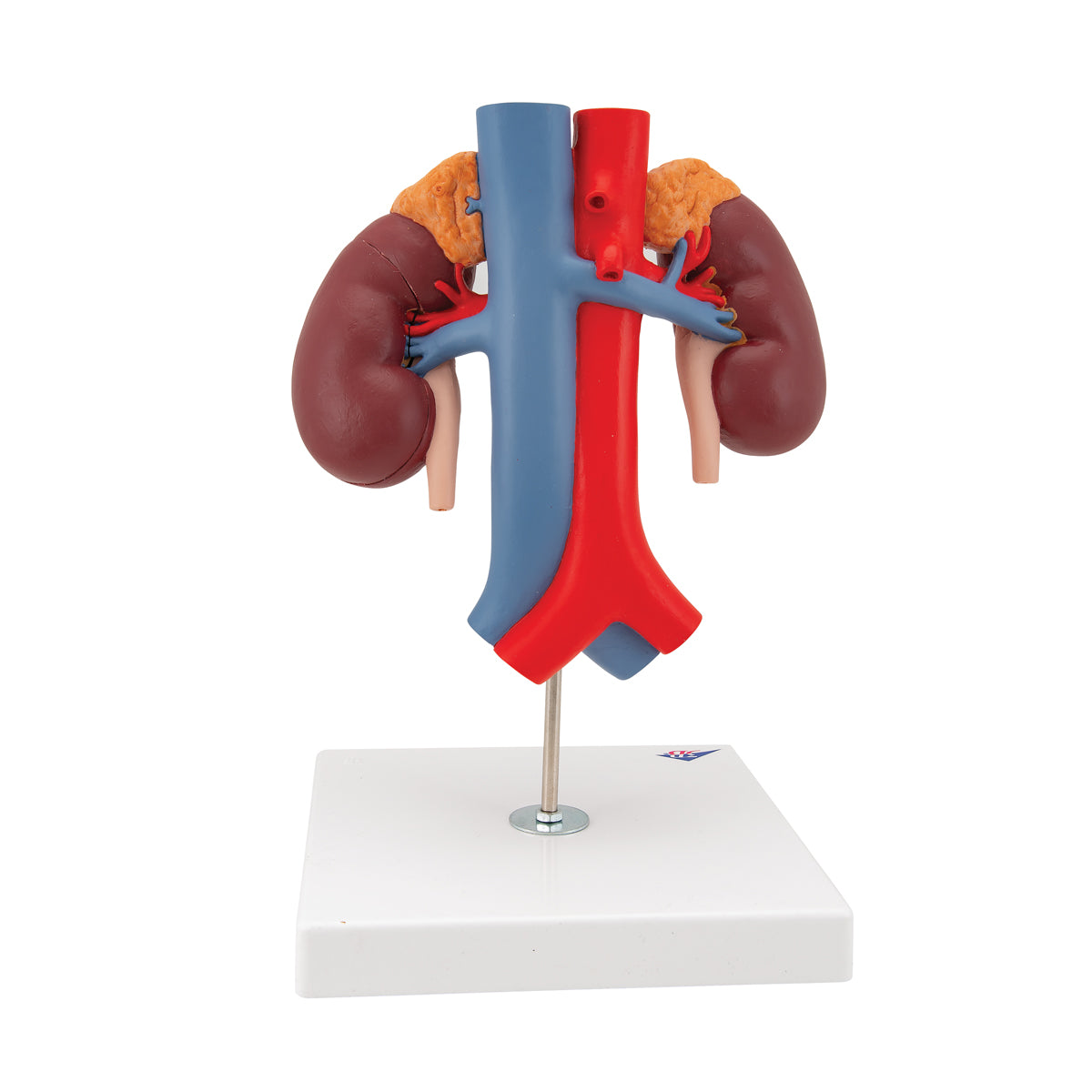 Human Kidneys Model with Vessels - 2 Part