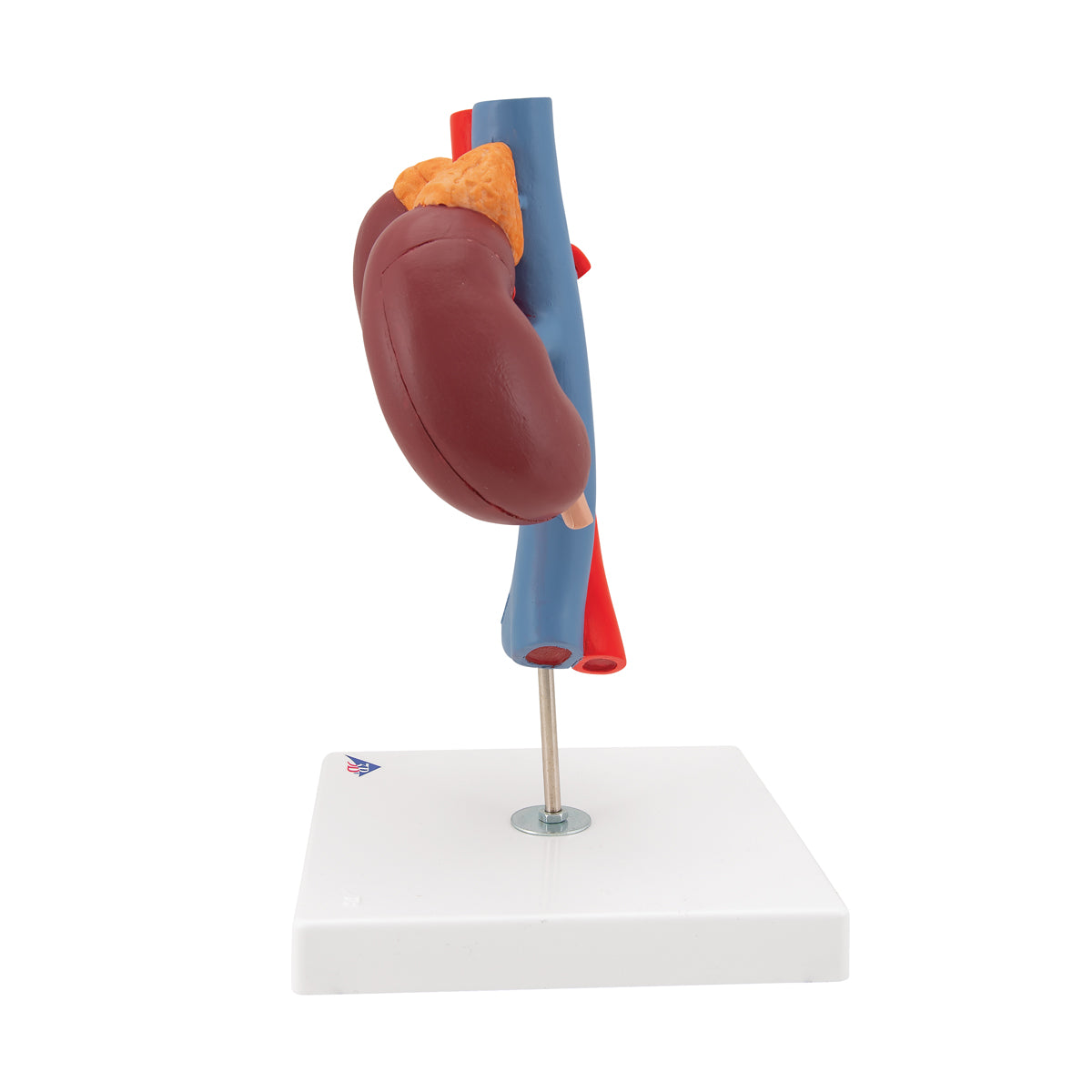 Human Kidneys Model with Vessels - 2 Part