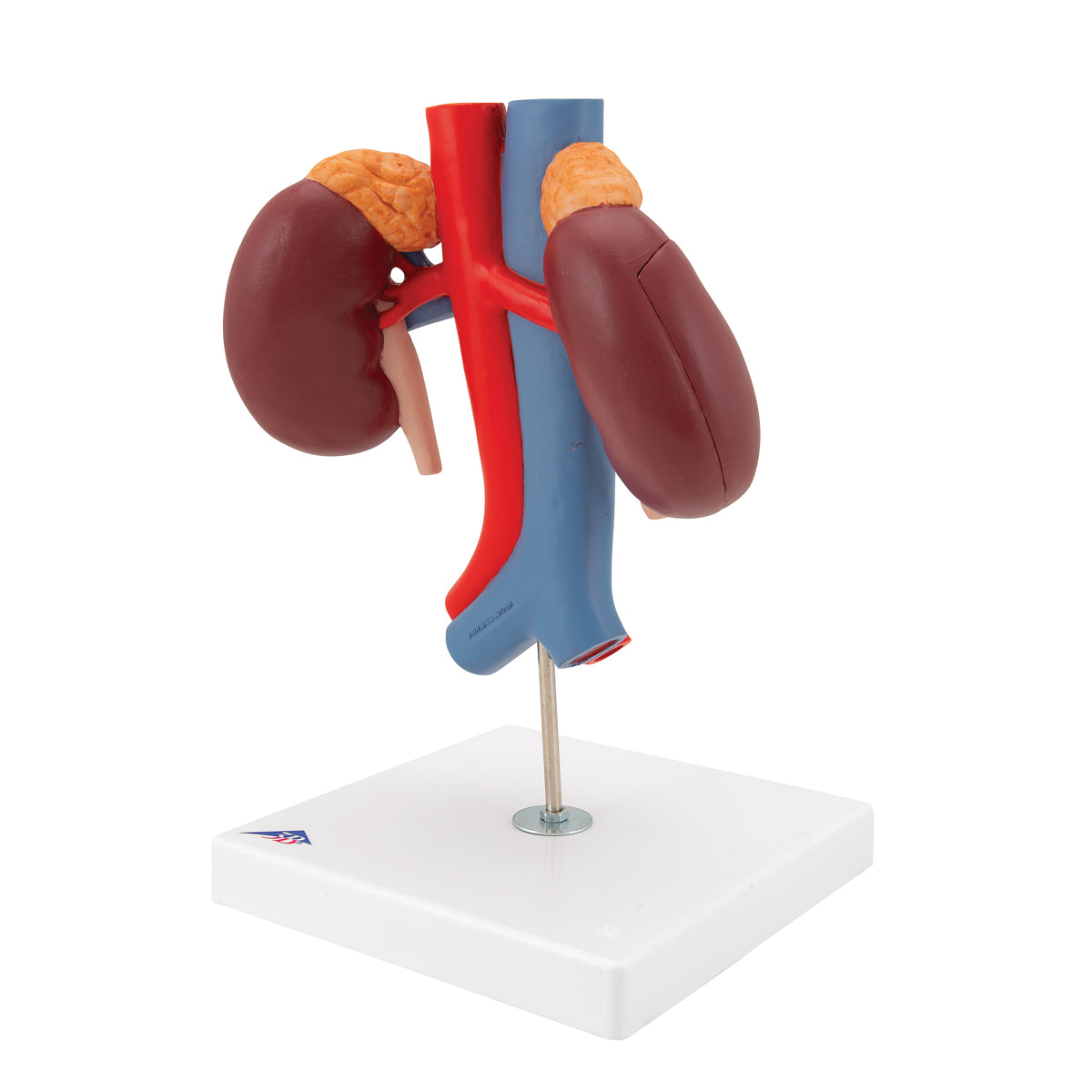 Human Kidneys Model with Vessels - 2 Part