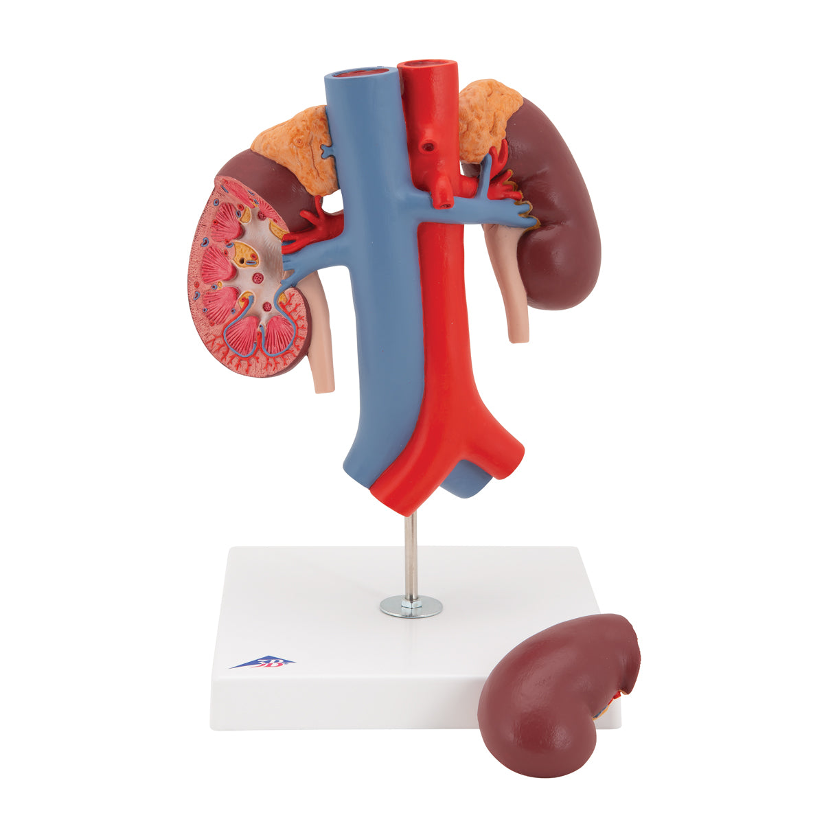 Human Kidneys Model with Vessels - 2 Part