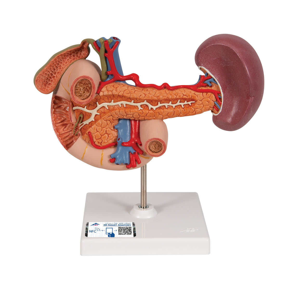 Life-Size Model of Rear Organs of Upper Abdomen