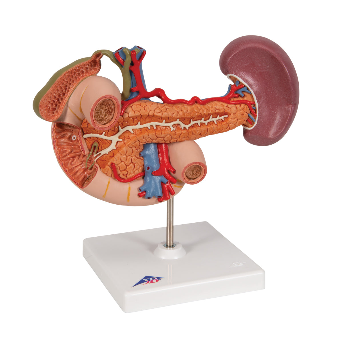 Life-Size Model of Rear Organs of Upper Abdomen