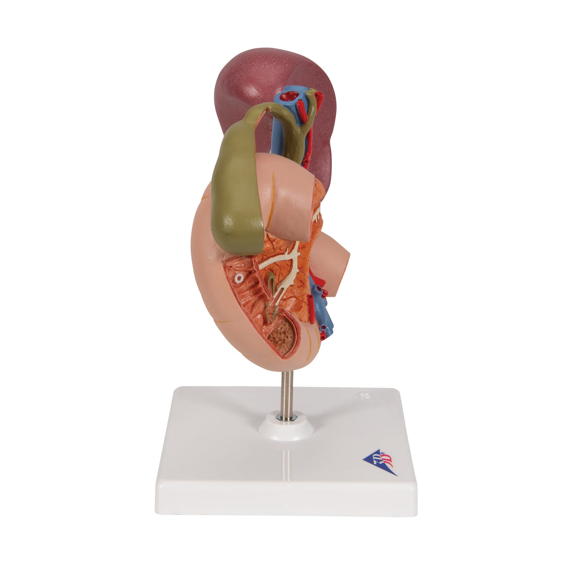 Life-Size Model of Rear Organs of Upper Abdomen