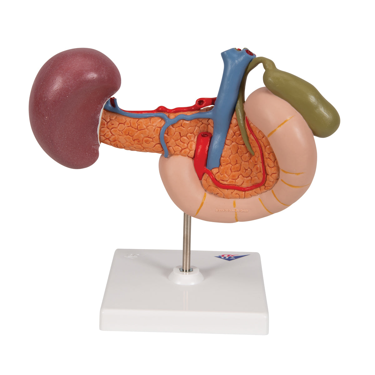 Life-Size Model of Rear Organs of Upper Abdomen