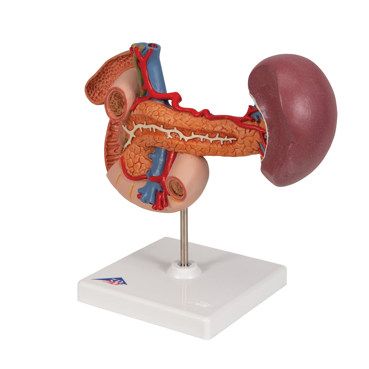 Life-Size Model of Rear Organs of Upper Abdomen