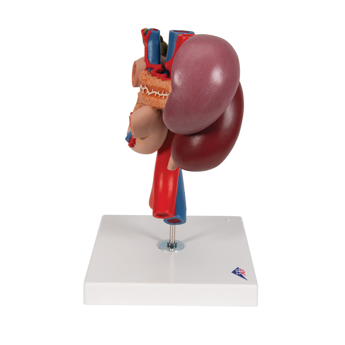 Kidney's with Rear Organs | 3B Scientific K22/3