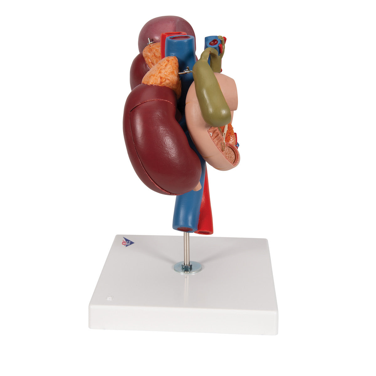 Kidney's with Rear Organs | 3B Scientific K22/3