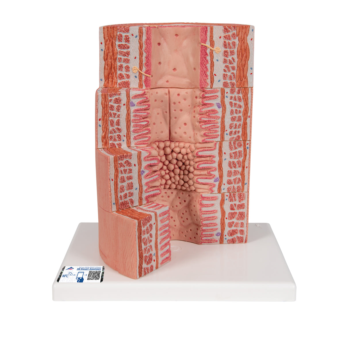 3B MICROanatomy Digestive System Model, 20-times Magnified - 3B Scientific K23, view 8