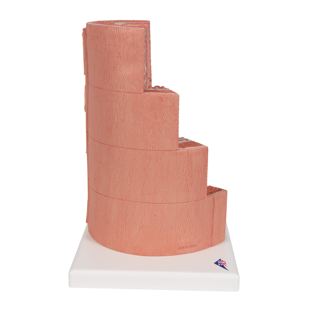 3B MICROanatomy Digestive System Model, 20-times Magnified - 3B Scientific K23, view 10