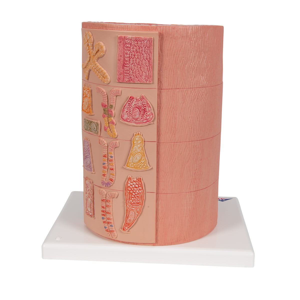 3B MICROanatomy Digestive System Model, 20-times Magnified - 3B Scientific K23, view 11
