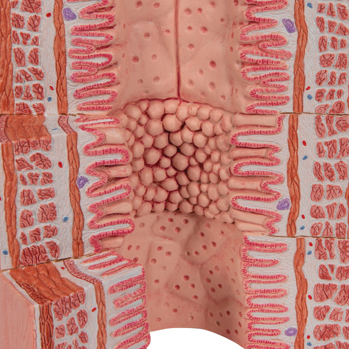 3B MICROanatomy Digestive System Model, 20-times Magnified - 3B Scientific K23, view 14
