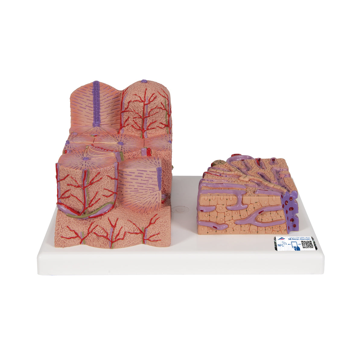 3B MICROanatomy Liver Model - 3B Scientific K24, view 8