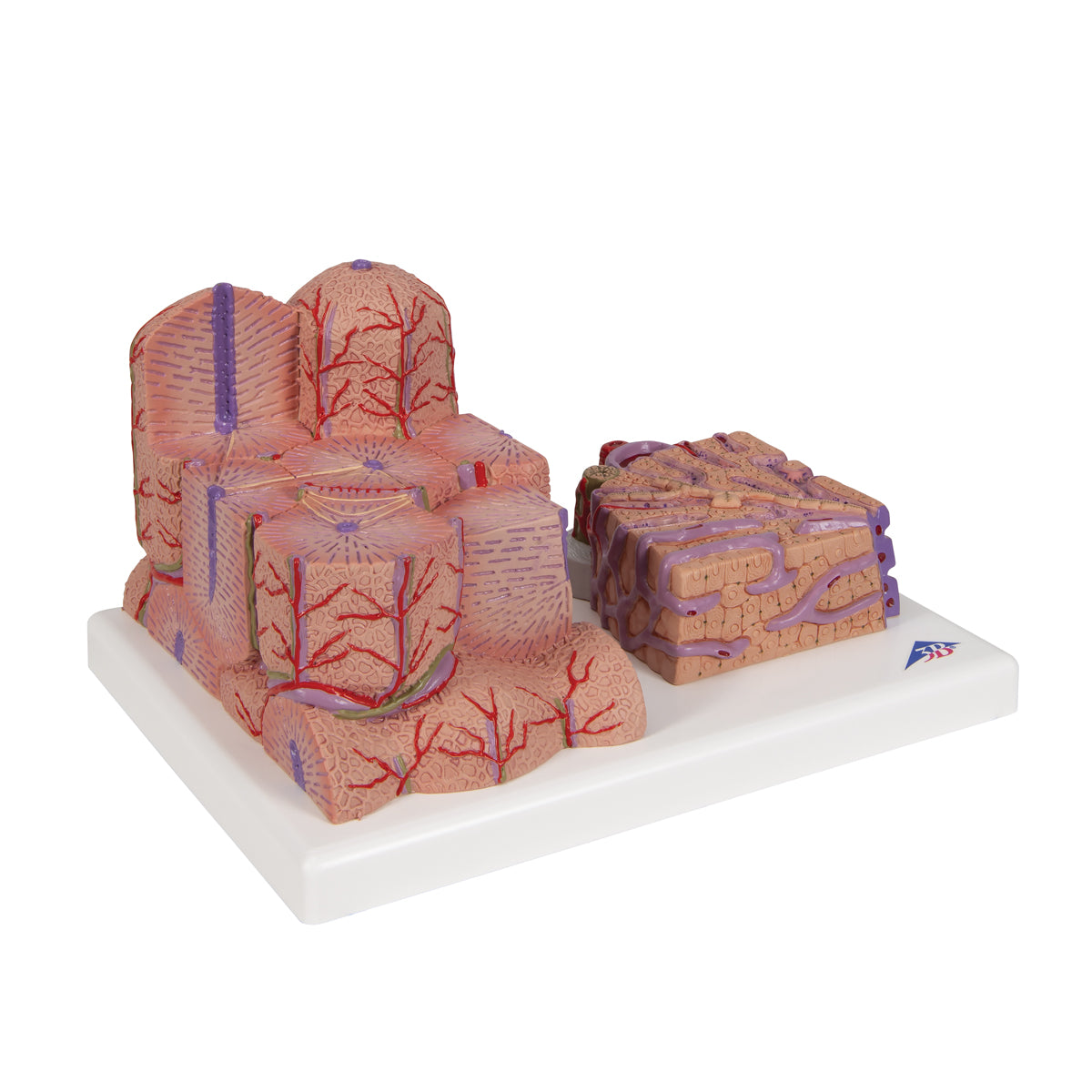 3B MICROanatomy Liver Model - 3B Scientific K24, view 9