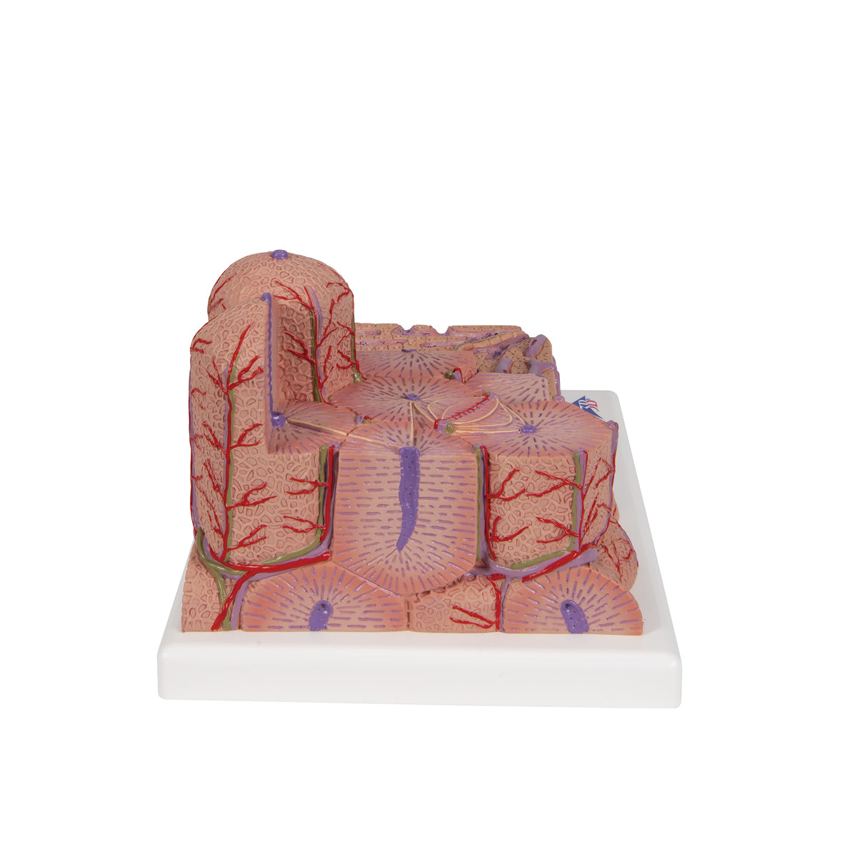3B MICROanatomy Liver Model - 3B Scientific K24, view 10