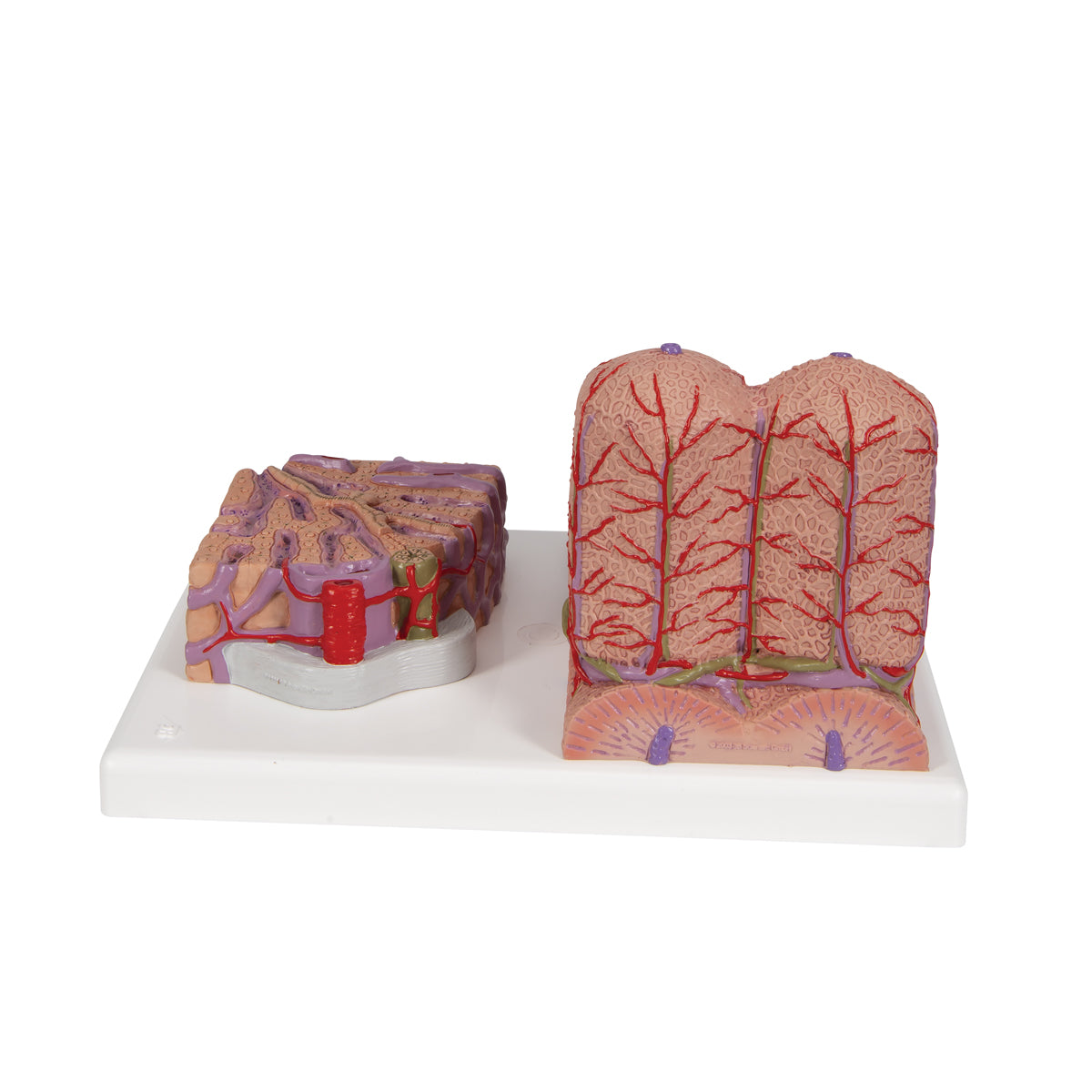 3B MICROanatomy Liver Model - 3B Scientific K24, view 11
