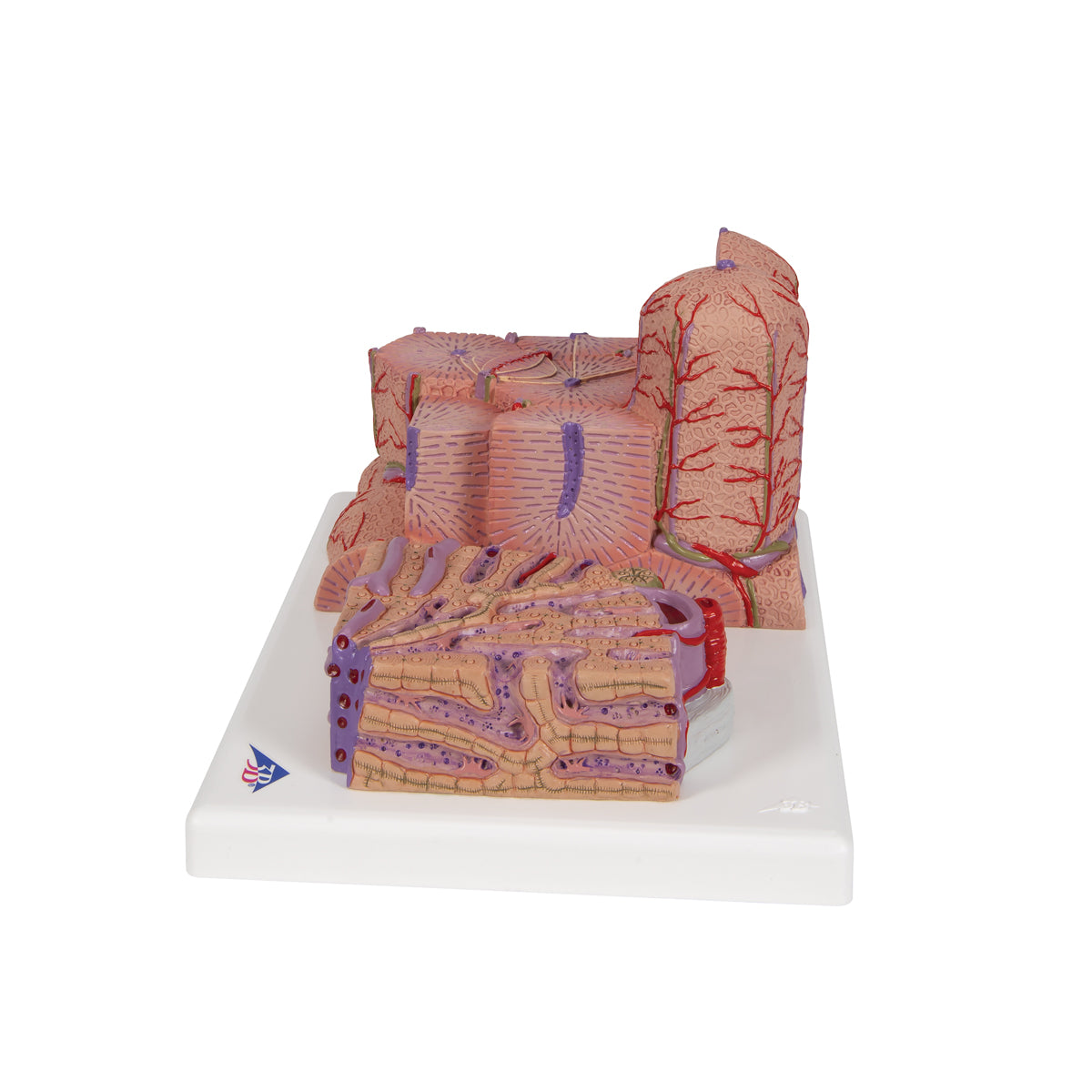 3B MICROanatomy Liver Model - 3B Scientific K24, view 12