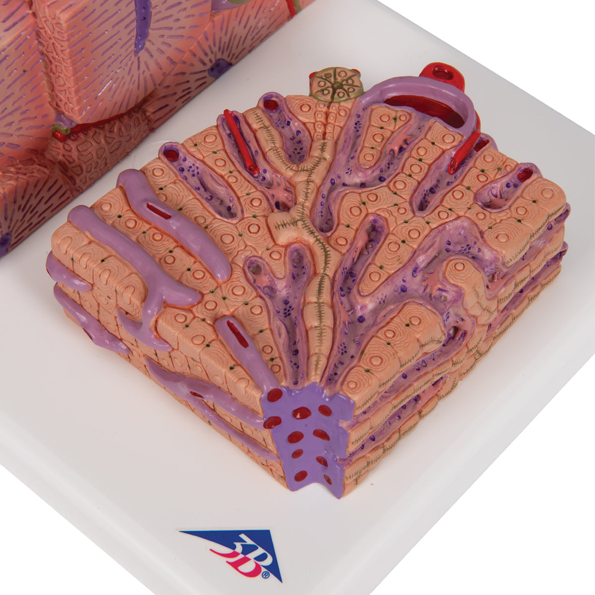 3B MICROanatomy Liver Model - 3B Scientific K24, view 14