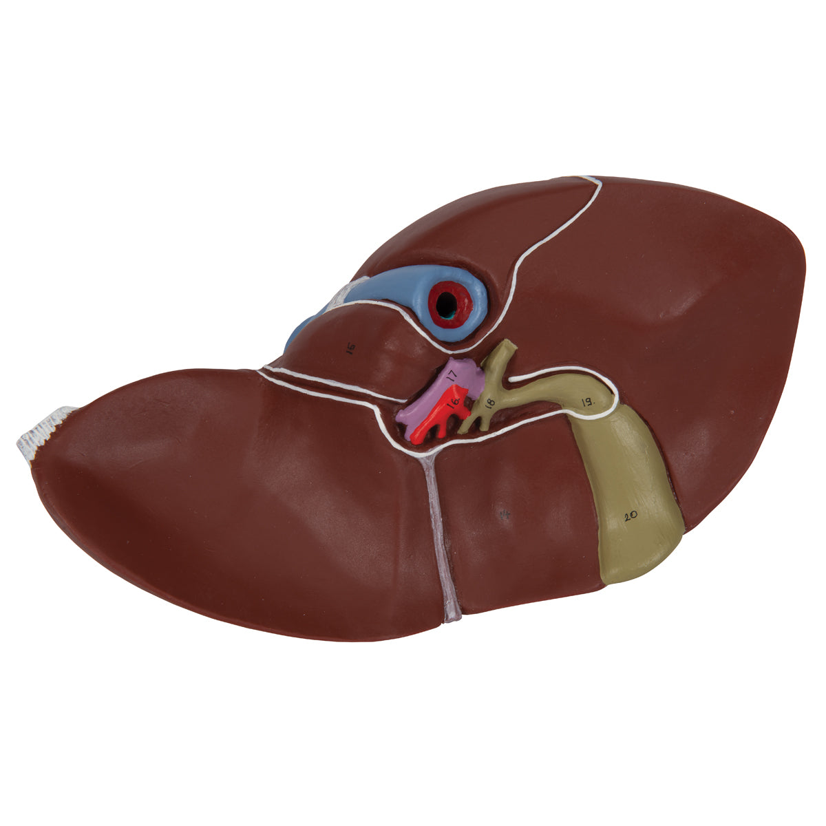 Liver Model with Gall Bladder - 3B Scientific K25, view 7