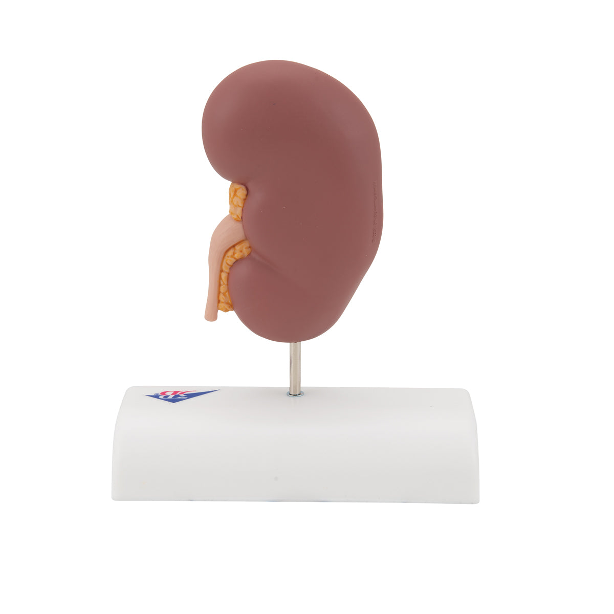 Kidney Stone Model - 3B Scientific K29, view 11