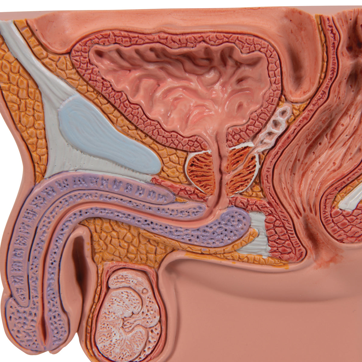 Prostate Model, 1/2 Natural Size - 3B Scientific K41, view 8