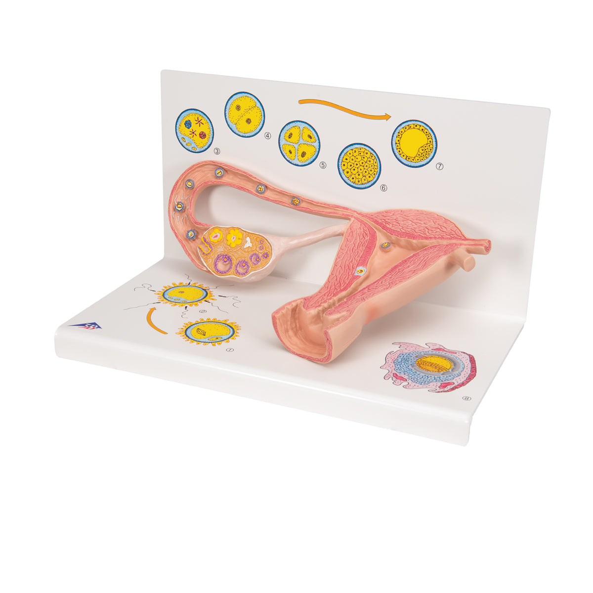Ovaries & Fallopian Tubes Model with Stages of Fertilization, 2-times magnified